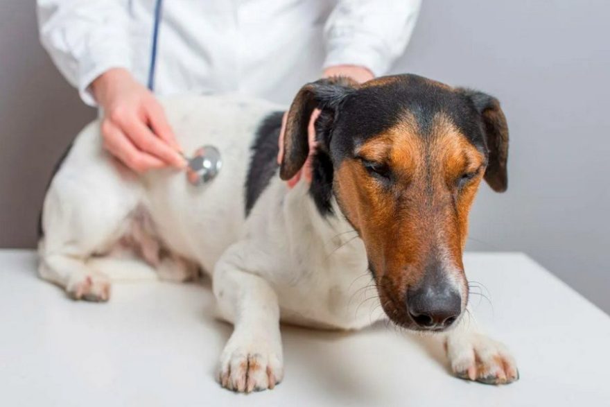 Symptoms of Kidney Failure in Dogs